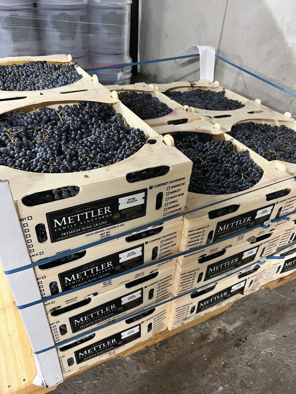 VARIETY OF GRAPES: Moretti purchases a variety of red and white grapes to make different types of wines. Here he has Cabernet Sauvignon.